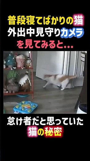 A cat that usually just sleeps all the time❗️ When I checked the security camera while I was out...