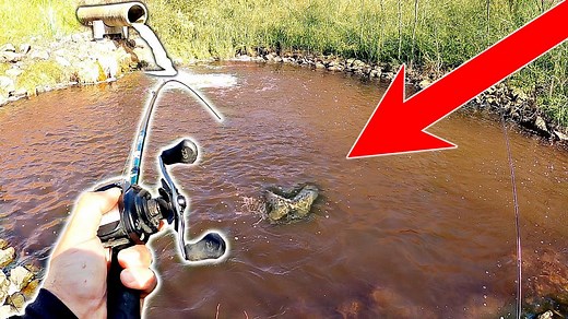 Giant fish trapped in tiny puddle left us stunned