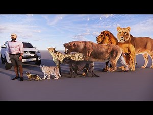 All Cats size comparison