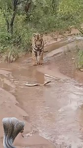 806K views · 3.4K reactions | Tiger got scared of snake Credit: Unknown DM for Credit #tiger #snake #wildlife | HK Entertain | Facebook