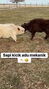 Mereka berantem berebut apa? 🤣🤣 #kambing #fyp #kambinglucu #funnyanimals #cutegoats #sapi #hewanlucu Sc : @wildhaven_cattle_company | Kopastama Farm