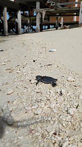 Off they go! Did you catch the two species of hatchlings in this video? Let us know if you recognize them in the comments below! Video: Reef Guardian #seaturtle #hatchling #beach #conservation | SEE Turtles