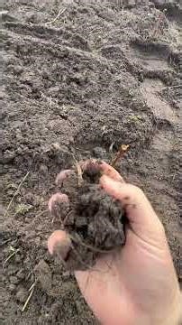 The best way to plant raspberry seedlings correctly!