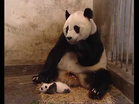 Sneezing Baby Panda Original Video