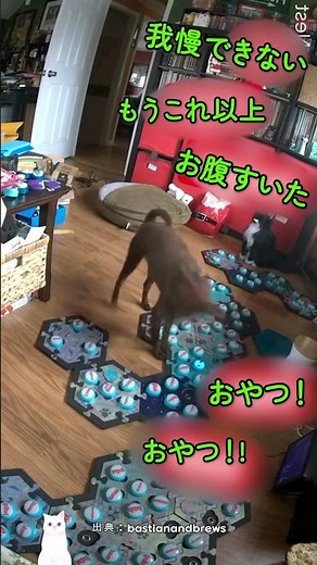 犬に呼び出しベルを教えるべき理由