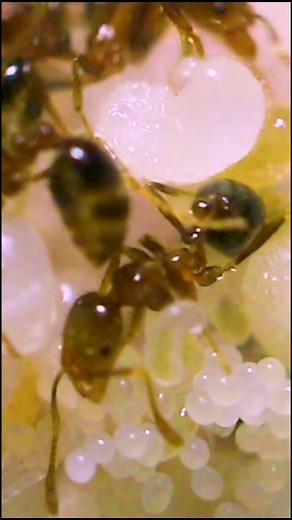 AntsCanada on TikTok