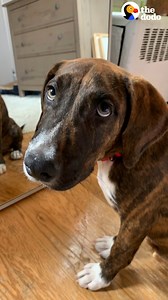 Woman who doesn’t like dogs fosters a destructive pup — watch when they realize they have the same passion...sort of ❤️ | Soulmates