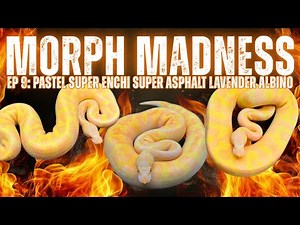 MORPH MADNESS: PASTEL SUPER ENCHI SUPER ASPHALT LAVENDER ALBINO