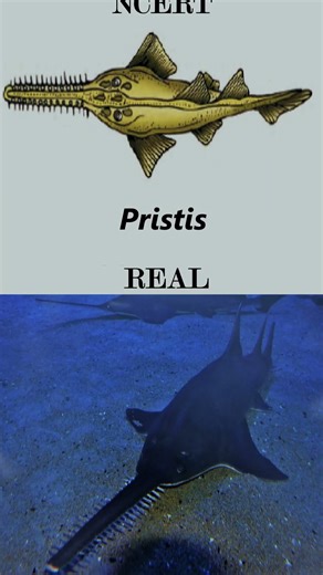 When NCERT Comes to Life 😍🔥#biologyshorts #biology #neetbiology #education #neet2025 #trending #neet