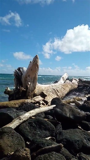 Ocean vibes in Kauai, Hawaii 🌊🌴☀️