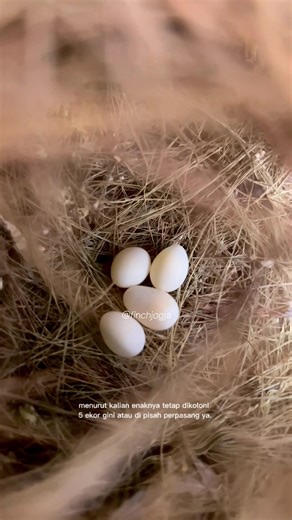 Owl finch lagi bertelur. Semoga menetas semua dan jadi anakan yang sehat. Momen sederhana tapi bikin seneng lihatnya. #owlfinch #finchjogja #burungfinch #peternakburung #fyp
