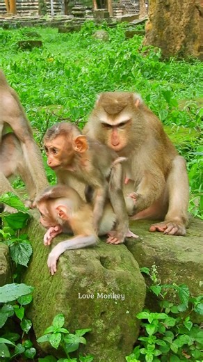 5.1K views · 142 reactions | Cute baby monkeys playing | Love Monkey | Facebook
