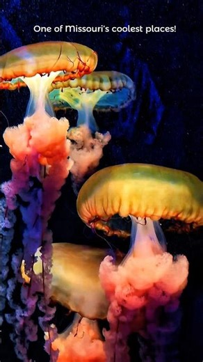 INSANE Bass Pro Shops Aquarium – America’s #1 Aquarium in Springfield, MO