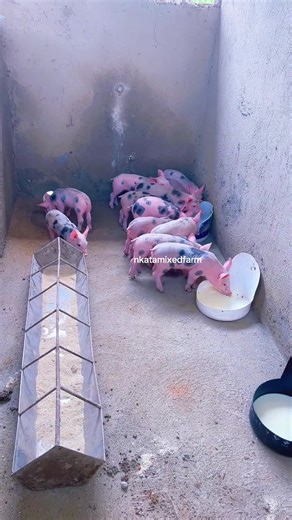 Mastering Pig Farming in 21 Days