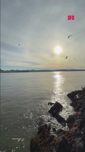 San Francisco coyote swims to Alcatraz for first time ever