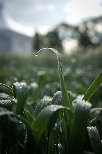 Wheat School: Should you spray with a wet wheat canopy?