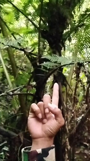 Pohon buluh kusu menyimpan ular jahat #fyp #tni #hutan #papua #videoshort
