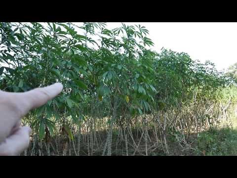 Tapioca - Where Does It Come From?