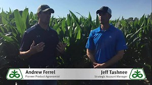 Pioneer Product Agronomist Andrew Ferrel and Strategic Account Manager Jeff Tashnee give you an overview of Pioneer Impact Plots and the testing conditions hybrids go through before they hit the market. | Pioneer Seeds