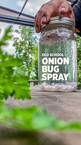 This old school onion spray is natural, safe and easy to make at home. It’s been used for years in the garden as well as indoors as a natural pesticide against plant pests. It works on both edible and ornamental plants #fbreels #gardeningtips #natural #homemade #gardening101 #gardening #learning | Plantedinthegarden