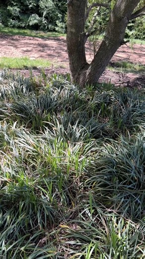 A male Jackson’s chameleon (Trioceros jacksonii jacksonii). This subspecies is often called the “rainbow” Jackson’s chameleon due to being the most colorful of all the jacksonii subspecies. #jacksonschameleons #trioceros #triocerosjacksonii #livingart #reptiles #herpetoculture #lizards #reptilebreeder #rarereptiles #reptile #reptilesofinstagram #chameleon | Living Art by Frank Payne