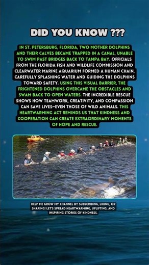 Humans Form Human Chain to Rescue Dolphins Trapped in Canal 🐬❤️