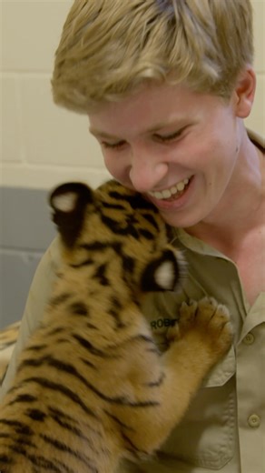 260K views · 10K reactions | Throwback to Robert Irwin playing with the cutest baby tigers 凉 #CrikeyItsTheIrwins #RobertIrwin #Tiger #Australia | Animal Planet | Facebook