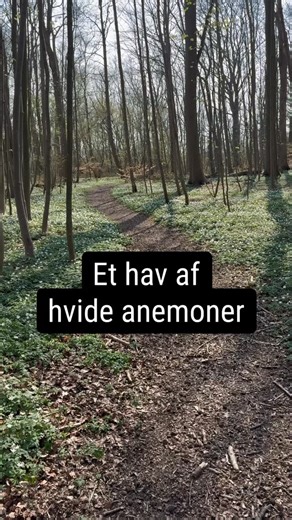 Oplev et hav af hvide anemoner 🤩 Når foråret melder sin ankomst, forvandles Damsbo Skov til et smukt tæppe af hvide anemoner, der breder sig langs stierne og i skovbunden. 👉 Tag på en vandretur på de brede skovstier eller følg en af de afmærkede ruter – den røde på 1,5 km eller den gule på 4 km. Undervejs kan du opleve snoede vandløb, frodige lavninger og det 700 år gamle egetræ, Damsbo Egen. Ud over de hvide anemoner kan du på denne årstid spotte Hulrodet Lærkespore og Dansk Arum i skovens fu