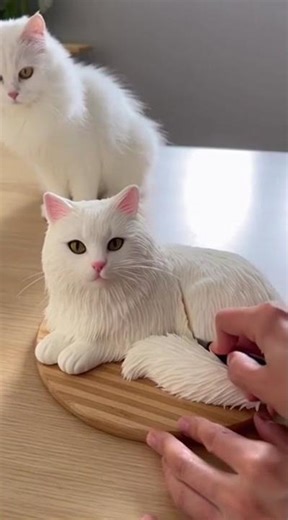 Cutting a Turkish Angora cat cake beside a real Turkish Angora cat — unexpected reaction