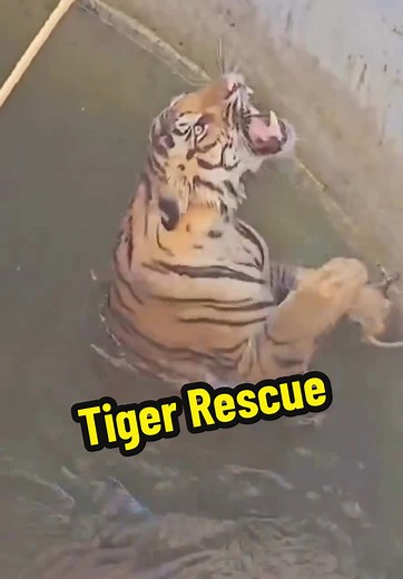 Tiger Rescue in India: A Successful Animal Rescue Story