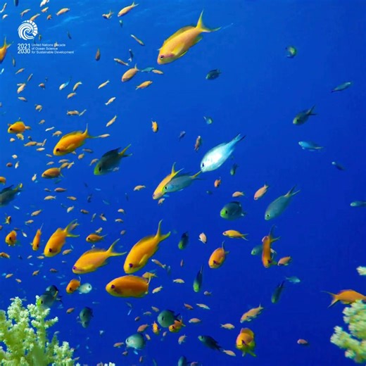 The ocean must take center stage at the climate #COP30. A healthy ocean: 🌏 regulates our climate 🌊 absorbs excess heat and CO2 — making it the world's largest carbon sink 🌱 supports vital coastal ecosystems that sustain millions of people Protecting the ocean and the services it provides to people and the planet is imperative, the same way that addressing climate change is inseparable from preserving and restoring the health of the ocean. As world leaders, policy experts, and scientists are a