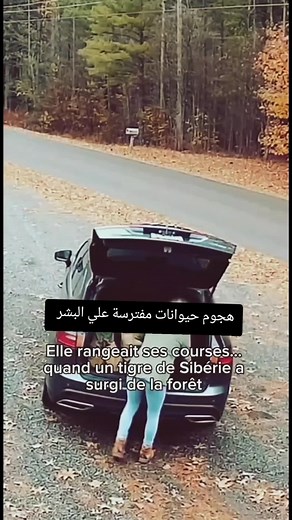 هجوم النمر والأسد: لحظات مرعبة ومواجهات الموت التي لا تُصدق! 🐯🦁 #صفي_الدين #هجوم_نمر #هجوم_أسد #حيوانات_مفترسة #عالم_الحيوان