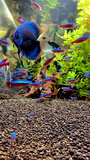38K views · 1.1K reactions | Beautiful Cardinal Tetra Aquarium #water #plants #fish #hobby #aquarium #reels #fyp | Aquatic Wonders Hub | Facebook