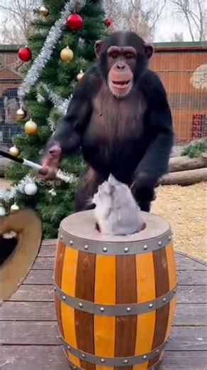 Chimpanzee Magic Show Goes Wrong 🐒🎩 #funny #animals #shorts