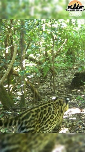 Segunda MAIOR JAGUATIRICA filmada no canal #animals# #wildlife