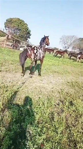 Padrote padrillo Appaloosa caballo pintado #appaloosa #appaloosahorse