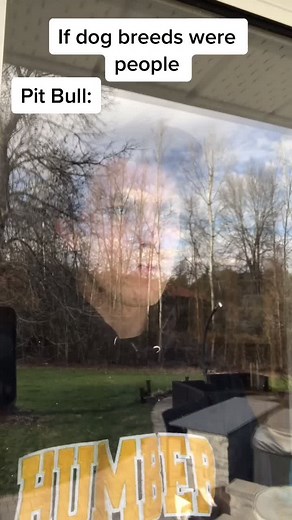 If dog breeds were people