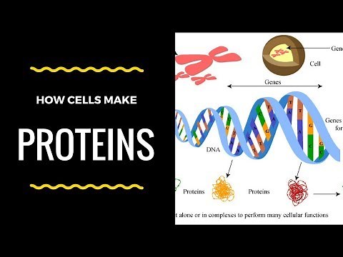 How Do Cells Make Proteins