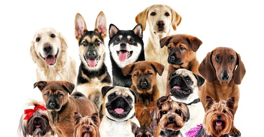 Köpek Türleri, Cinsleri ve Özellikleri: Köpek Türleri ve Çeşitleri Neler?