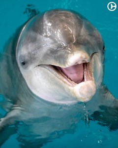 500K views | Clearwater Marine Aquarium on Reels | Facebook