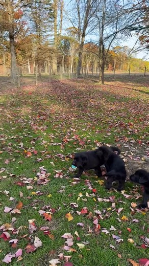 Fairfax Pines Labrador Retrievers on Reels
