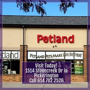 Cute Puppies, Playful Kittens, Exotic Birds, Tropical Fish, Pond Plants and Fish, Small Animals and Unique Reptiles, we have a pet for every family at Petland Pickerington! Visit our state of the art store and discover the perfect pet for your family! 1514 Stonecreek Dr in Pickerington Call 614 702 2526 #pickeringtonpetland #welovepets | Petland Pickerington | Facebook
