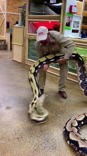 Dealing with Giant Snakes: Staying Calm in the Wild