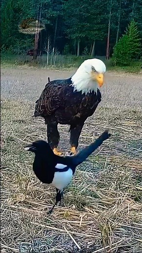 Bold Magpie Steals From a Bald Eagle #nature #birds #wildlife