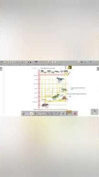 #Evolutionary history of vertebrates through geological periods (Mnemonics)