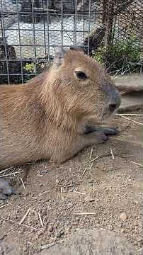 I had the opportunity to interact with capybaras at Izu Shaboten Animal Park.