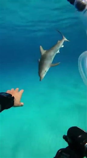 Diver's Rescue: Dolphins Vs Shark! 🦈🐬