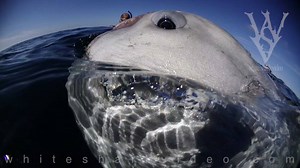 Mola mola enjoys human cleaning station. While diving for blue and mako sharks with Pelagic Expeditions we had a visit from a #sunfish / #molamola. The fish stuck around long enough to have several parasites removed #copepods Check out pelagicexpeditions.com to book your own shark trip in Rhode Island. #WSV #blueshark #sharkdiving #skylerthomas #sharkminutes #whitesharkvideo #cleaningstation #parasites | White Shark Video