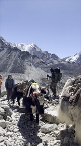 425 reactions · 102 shares | Yaks: mountain transportation in khumbu- everest base camp trekking trail #nepal #yak #yakiniku #transport #trekking #wownepal #trekkinginnepal #wowplanet #ebctrek #everestbasecamp #everestbasecamptrek | Deepak Aryal - Nepal Tour Organizer, leader & Guide | Facebook