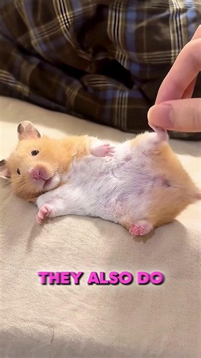 This Hamster Turns Into a Pancake 😱🐹 #Shorts